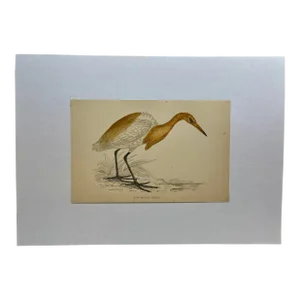 Antique Bird Print From England Showcasing a Buff-Backed Heron - Circa 1880