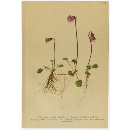 Alpine Flower Prints, 1897, Set of 8 For Sale - Image 9 of 11