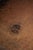 Vintage Sheepskin Club Armchair For Sale - Image 9 of 13