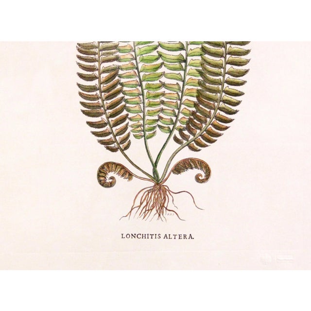 Original Vintage Botanical Fern Print with Maker's Stamp For Sale - Image 4 of 7
