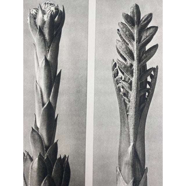Exquisite Botanical photogravure from famed Urformen Der Kunst portfolio by Blossfeldt . Karl Blossfeldt (1865 - 1932) was...