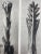 Exquisite Botanical photogravure from famed Urformen Der Kunst portfolio by Blossfeldt . Karl Blossfeldt (1865 - 1932) was...