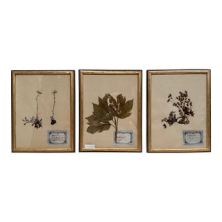 Set of Three Vintage Pressed Botanicals For Sale