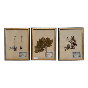 Set of Three Vintage Pressed Botanicals