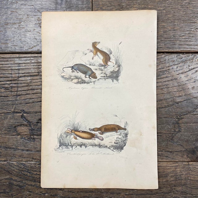 Super high quality in this lovely historical French 18th Century animal engraving! Signed Ed. de Laplante del and Giroua...