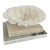 This natural bright white Table coral has a cut and polished base to allow for display and protect surfaces. Each piece is...