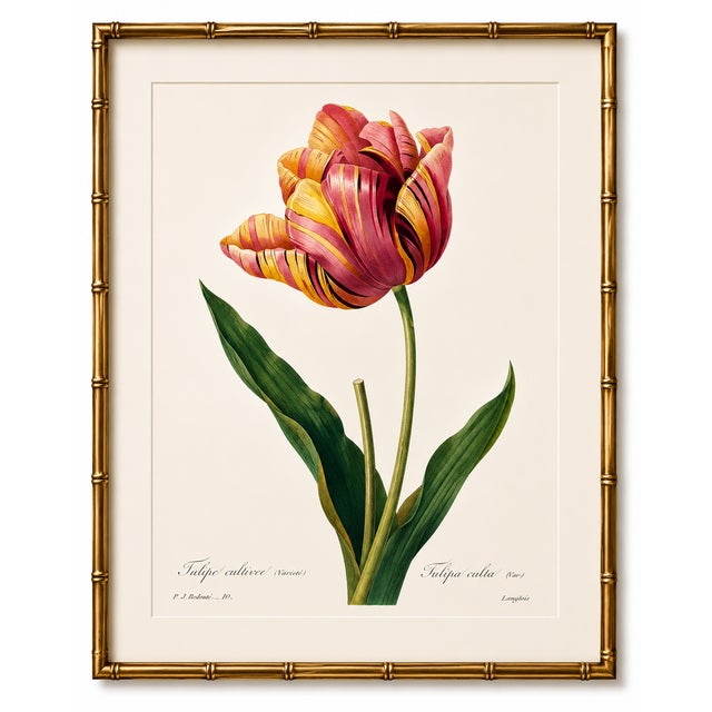 Paper Tulip by Pierre-Joseph Redouté, Vintage Botanical Art Print, 24" X 36" For Sale - Image 7 of 11