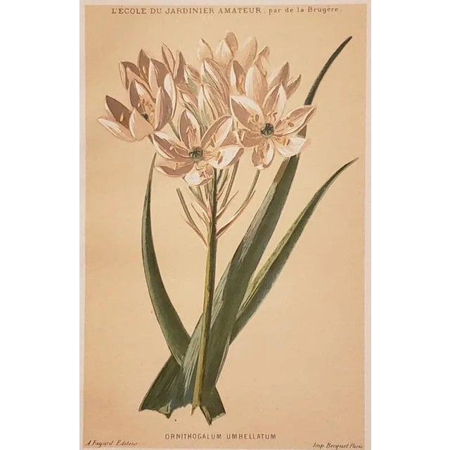 Printmaking Materials 1880 Antique French Botanical Chromolithographs-Set of 2, Matted For Sale - Image 7 of 10