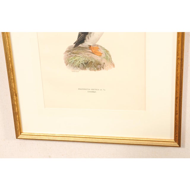 Cream Early 20th Century Swedish Framed Puffin Lithograph, C. 1920 For Sale - Image 8 of 11