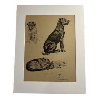 1935 Collie Retriever Aldin Dog Print For Sale