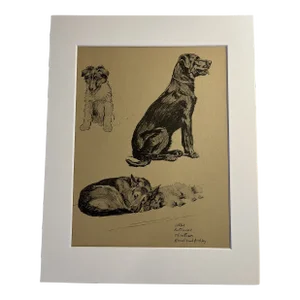 1935 Collie Retriever Aldin Dog Print