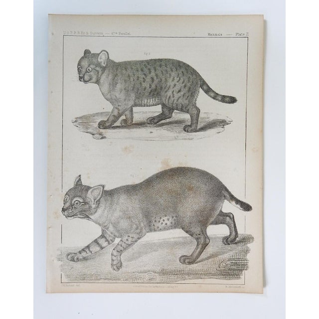 Mid 19th Century Us Pacifc Railroad Wild Cats Lithograph Book Plate For Sale - Image 4 of 4