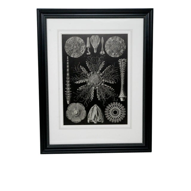 Shells - Mid Century Modern Contemporary Black and White Lithograph, Framed For Sale In Monterey, CA - Image 6 of 6