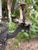 Early 20th Century Early 20th Century Large Gothic Revival / Spanish Revival Hand-Worked Iron Chandeliers For Sale - Image 5 of 6