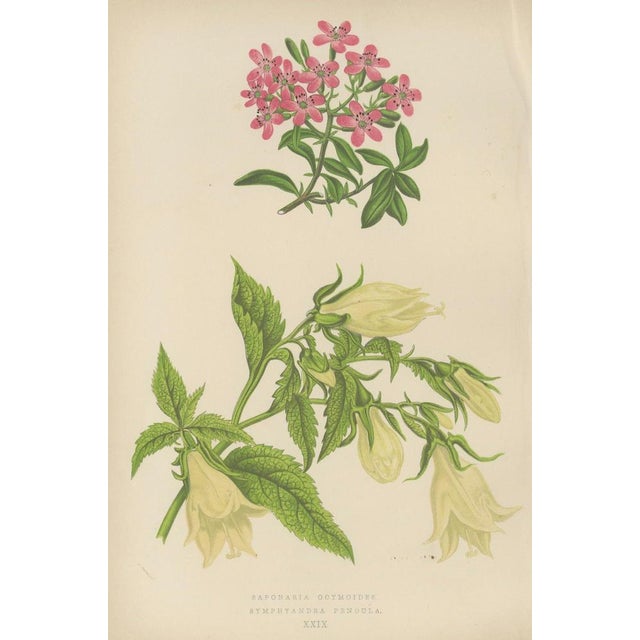 Paper Alpine Botanical of Rock Soapwort and Nodding Bellflower, 1874, Paper For Sale - Image 7 of 10