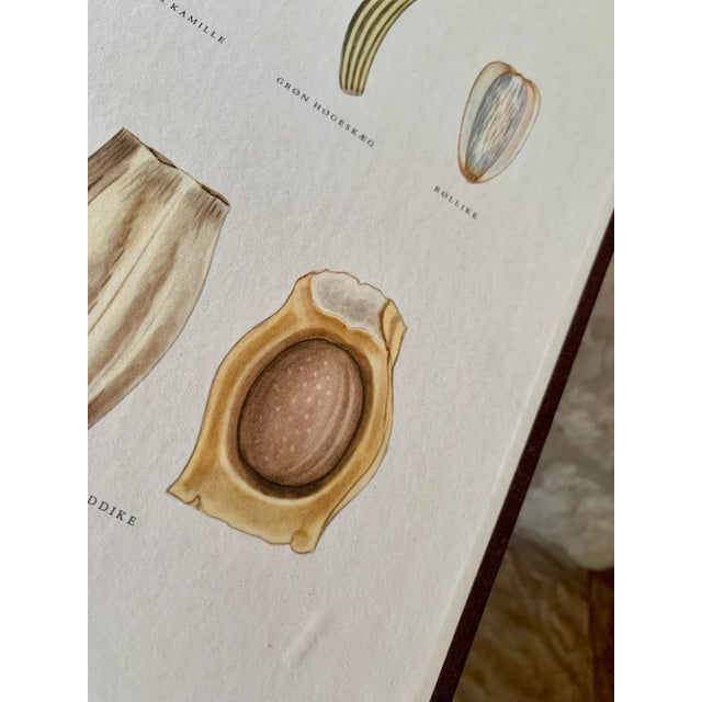 Mid 20th Century Vintage Botanical Danish Seed Catalog Lithograph Poster No. 6, New Old Stock For Sale - Image 5 of 12