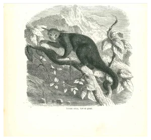 Paul Gervais, Ictide Noir, Original Lithograph, 1854