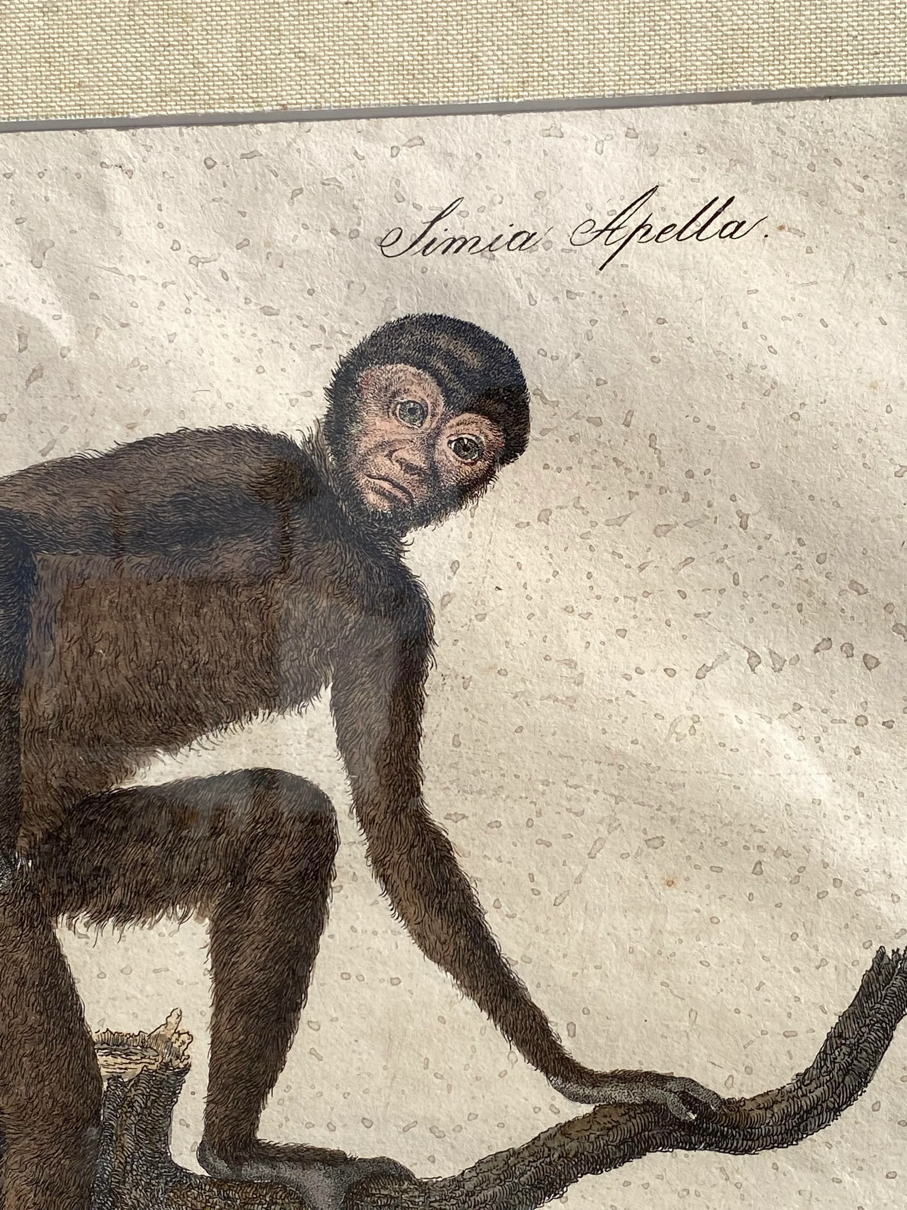 monkeys-hand-colored-