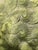 Chinese Jade Guardian Lions, Pair For Sale - Image 10 of 12