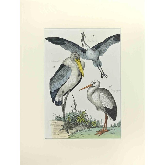 Johann Friedrich Naumann, Heron and Stork, Etching, 1840 For Sale - Image 3 of 3