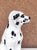 1960s Porcelain Statue of Dalmatian Dog, Italy, 1960s For Sale - Image 5 of 8