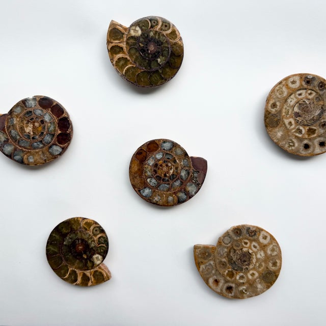 Three pair of fossilized ammonite split into six, polished pieces. The ammonites range from 3" - 3.5" wide. They are ready...