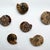 Three pair of fossilized ammonite split into six, polished pieces. The ammonites range from 3" - 3.5" wide. They are ready...