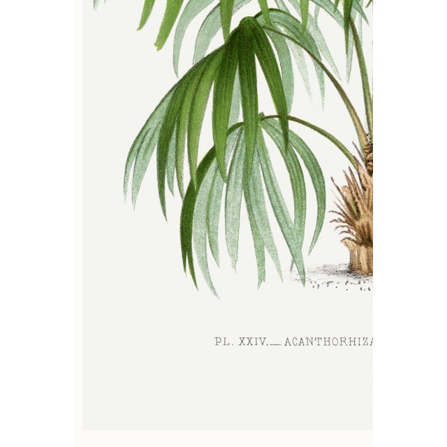 Vintage Palm Tree Illustration, Botanical Art Print Reproduction by Denterghem, 24" X 36" For Sale - Image 9 of 10