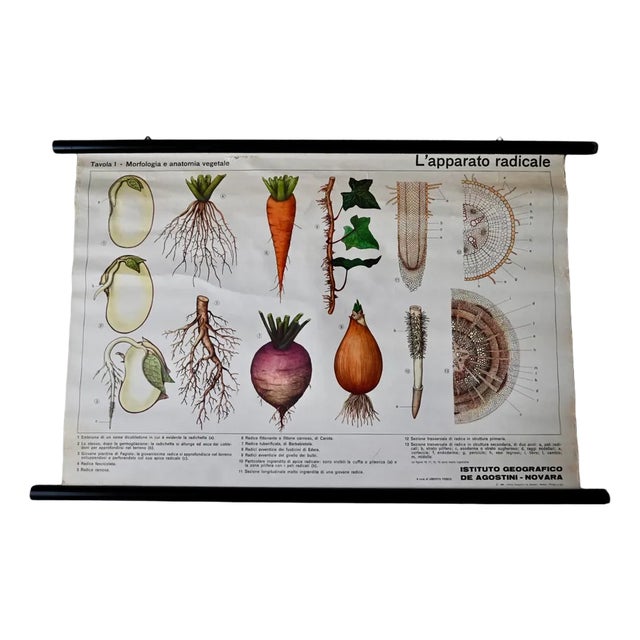 Vintage Biology Poster, 1963 For Sale