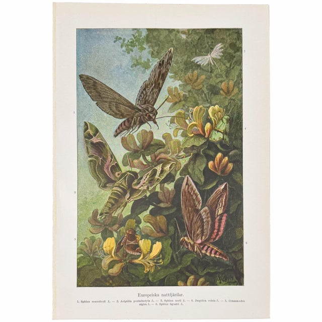 1920s 1920s Swedish Natural History Print Gallery - Set of 6 For Sale - Image 5 of 7