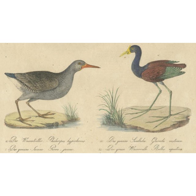 Early 19th Century Brodtmann, Shorebirds, Jacana & Water Rail Pair, Hand-Colored Lithographs, 1816, Set of 2 For Sale - Image 5 of 12