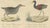 Early 19th Century Brodtmann, Shorebirds, Jacana & Water Rail Pair, Hand-Colored Lithographs, 1816, Set of 2 For Sale - Image 5 of 12