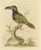 Green Toucan, Paper For Sale - Image 6 of 6