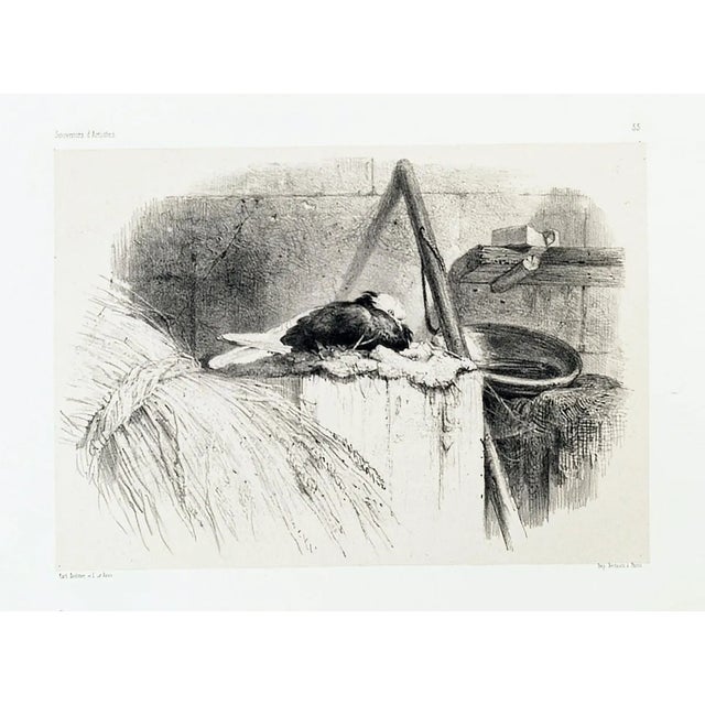 Pigeon - Original Lithograph by Karl Bodmer - Late 19th Century Late 19th Century For Sale