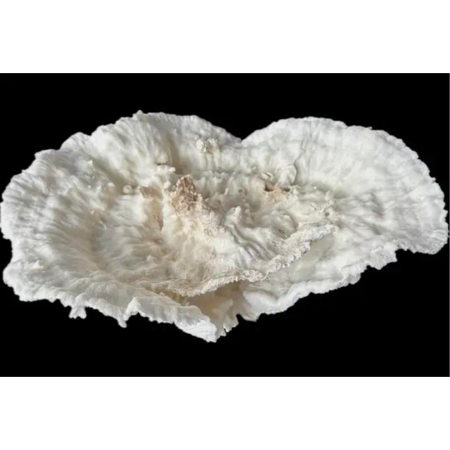 White Natural White Coral Reef Specimen #7 For Sale - Image 8 of 10