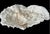 White Natural White Coral Reef Specimen #7 For Sale - Image 8 of 10