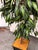 Faux Mango Tree + Tapered Black Planter For Sale - Image 9 of 12