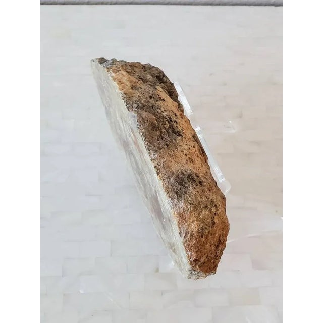 Dinosaur Coprolite, Late Jurassic, Fossilized Over 150 Million Years For Sale In Dallas - Image 6 of 11