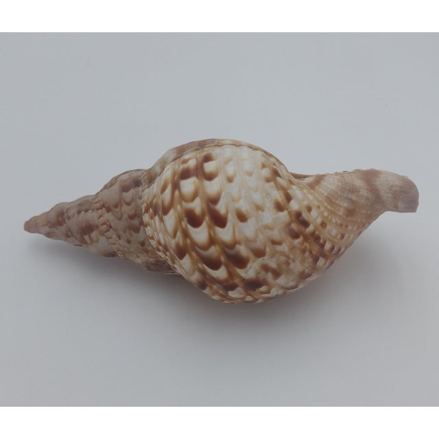 Vintage Textured Spider Conch Shell For Sale - Image 4 of 10