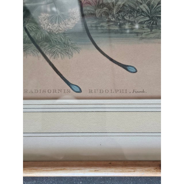 Three Hand Colored J Gould Bird Prints For Sale - Image 9 of 11
