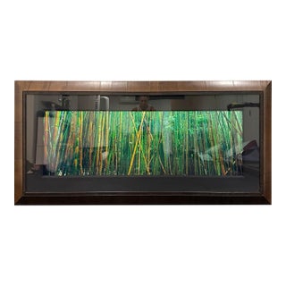 Peter Lik “Bamboo” | Limited Edition Fine Art Photograph | Signed & Numbered | Coa For Sale
