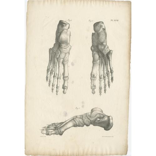Jules Cloquet, French Anatomical Foot and Lower Limb, 1821, Lithograph, Set of 3 For Sale - Image 4 of 9