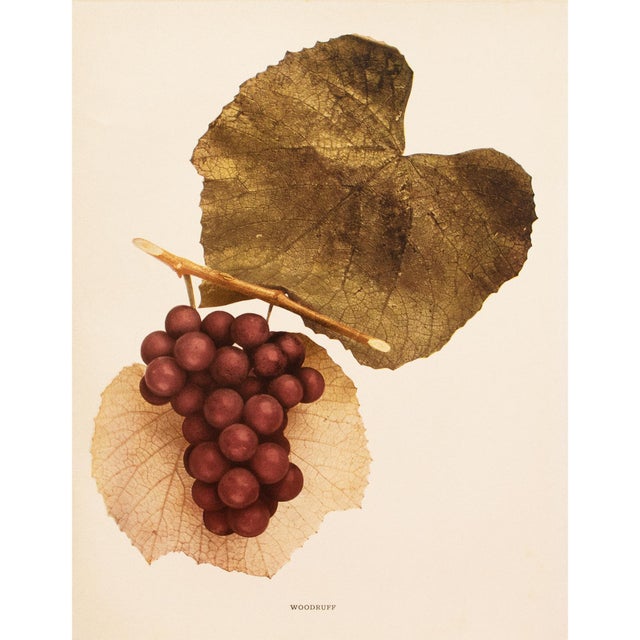 A magnificent original antique photogravure (print) of Woodruff Grapes by Ulysses Prentiss Hedrick (1870-1951). Superb...