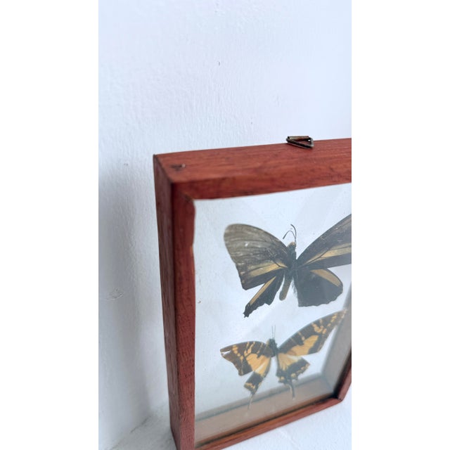 Vintage 1960s framed butterfly specimen art with two real butterflies between glass panels. Mid-Century Modern wood frame...