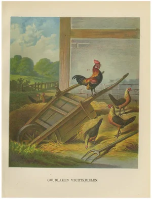 The Lively Golden Bantam Game Fowl, 1888, Paper