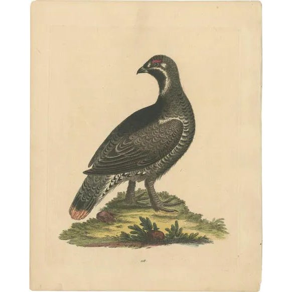 George Edwards, The Black and Spotted Heath Cock, 1746, Engraving on Paper For Sale