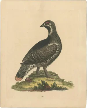 George Edwards, The Black and Spotted Heath Cock, 1746, Engraving on Paper