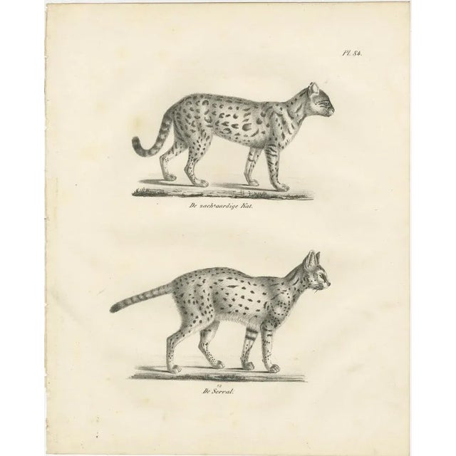 19th-century lithograph of the gentle cat and the serval in elegant poses this exquisite 19th-century lithograph features...