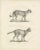 19th-century lithograph of the gentle cat and the serval in elegant poses this exquisite 19th-century lithograph features...