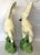 Ceramic Mid Century Vintage Cast Ceramic Rearing White Mustangs With Glass Eyes- A Pair For Sale - Image 7 of 18